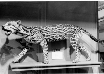 Media type: image; Mammalogy 5858 Description: Image of museum specimen in glass cabinet;
